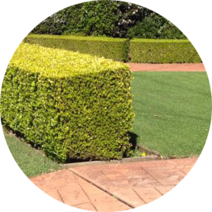 Lawns and Hedging